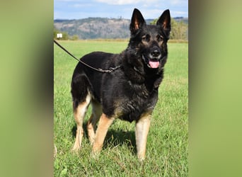"Taylor", weiblich, Dt. Schäferhund, geb. 20.10.16, ca. 60 cm
