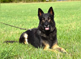 "Taylor", weiblich, Dt. Schäferhund, geb. 20.10.16, ca. 60 cm