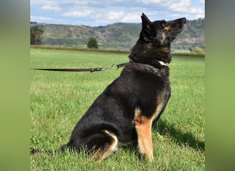 "Taylor", weiblich, Dt. Schäferhund, geb. 20.10.16, ca. 60 cm