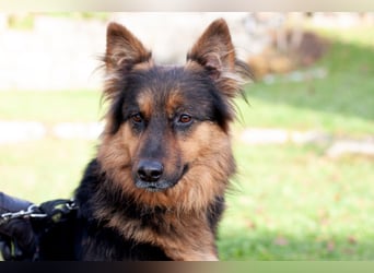 Puschkina - lebhaft und lieb - Tierhilfe Franken e.V.