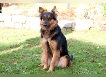 Puschkina - lebhaft und lieb - Tierhilfe Franken e.V.