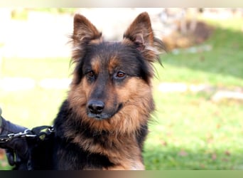 Puschkina - lebhaft und lieb - Tierhilfe Franken e.V.