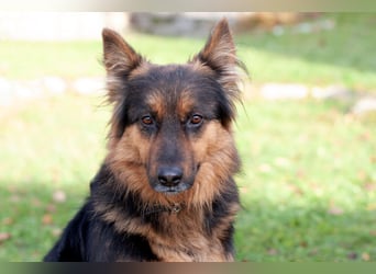 Puschkina - lebhaft und lieb - Tierhilfe Franken e.V.