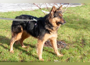 Puschkina - lebhaft und lieb - Tierhilfe Franken e.V.