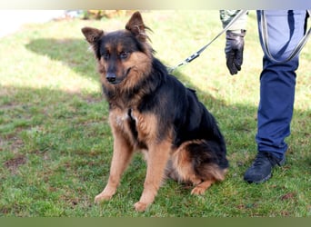 Puschkina - lebhaft und lieb - Tierhilfe Franken e.V.