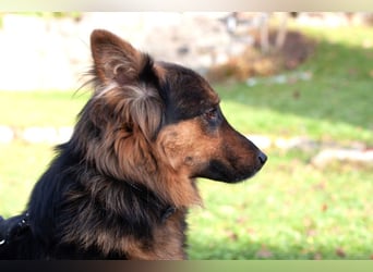 Puschkina - lebhaft und lieb - Tierhilfe Franken e.V.