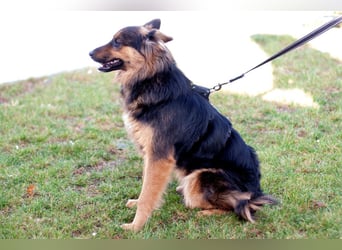 Puschkina - lebhaft und lieb - Tierhilfe Franken e.V.