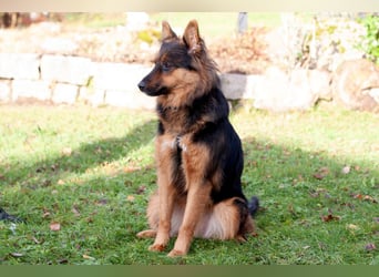 Puschkina - lebhaft und lieb - Tierhilfe Franken e.V.