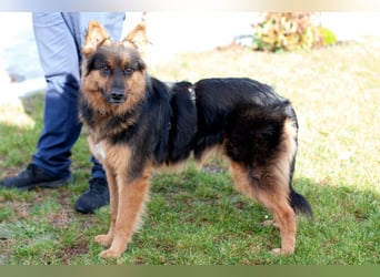 Puschkina - lebhaft und lieb - Tierhilfe Franken e.V.