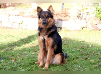 Puschkina - lebhaft und lieb - Tierhilfe Franken e.V.