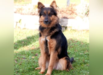 Puschkina - lebhaft und lieb - Tierhilfe Franken e.V.