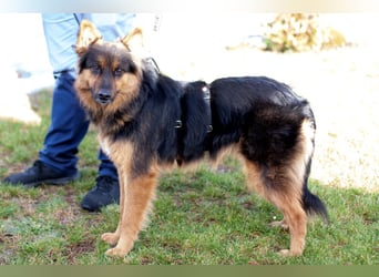 Puschkina - lebhaft und lieb - Tierhilfe Franken e.V.