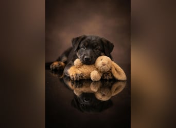 4 Mädels aus der Zucht von der Katze, mit Roten SV Papieren