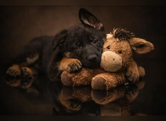 4 Mädels aus der Zucht von der Katze, mit Roten SV Papieren