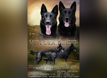 Wunderschöne Welpen mit Roten SV/VDH Papieren
