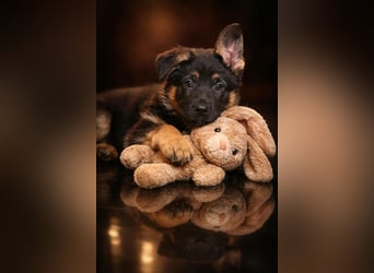 4 Mädels aus der Zucht von der Katze, mit Roten SV Papieren