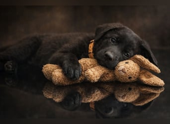 Drei junge Mädels aus der Zucht von der Katze, suchen noch ihren Dosenöffner