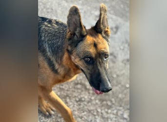 Luci , sanfte Schäferhundseele sucht endlich ihr Zuhause