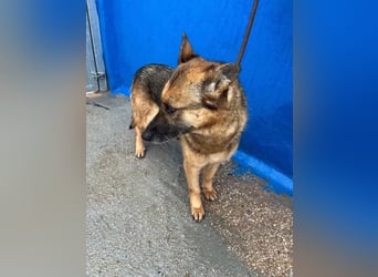 Nora, möchte nicht den Winter in Spanien verbringen