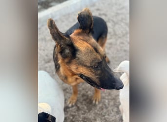 Luci – sanfte Schäferhundseele sucht endlich ihr Zuhause