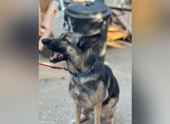 Sombra - sanfte Schäferhündin, sozial und katzenverträglich