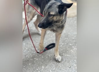 Sombra - sanfte Schäferhündin, sozial und katzenverträglich