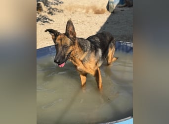 Luci – sanfte Schäferhundseele sucht endlich ihr Zuhause