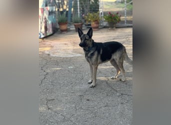 Sombra - sanfte Schäferhündin, sozial und katzenverträglich