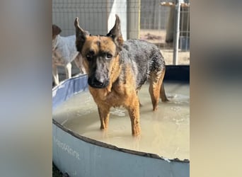 Luci – sanfte Schäferhundseele sucht endlich ihr Zuhause