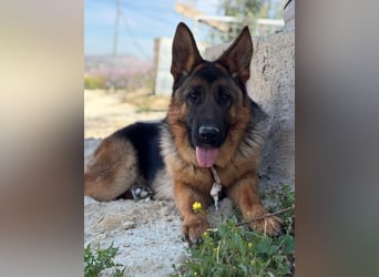 Megan - liebe Schäferhund-Seniorin sucht ein ebenerdiges Zuhause mit Herz