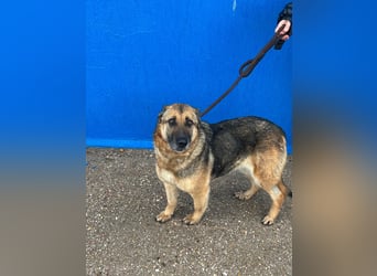 Nora, eine sanfte treue Seele sucht ihren Menschen