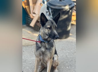 Sombra - sanfte Schäferhündin, sozial und katzenverträglich