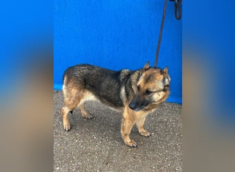 Nora, eine sanfte treue Seele sucht ihren Menschen