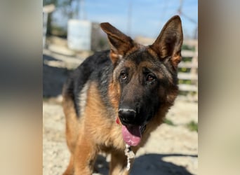 Megan - liebe Schäferhund-Seniorin sucht ein ebenerdiges Zuhause mit Herz