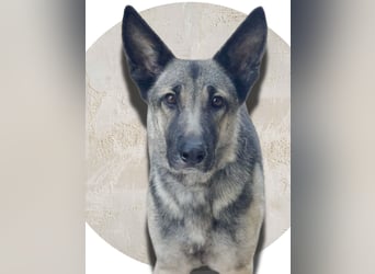 Sombra - sanfte Schäferhündin, sozial und katzenverträglich