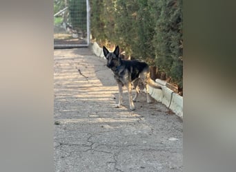 Sombra - sanfte Schäferhündin, sozial und katzenverträglich