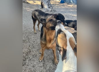 Luci , sanfte Schäferhundseele sucht endlich ihr Zuhause