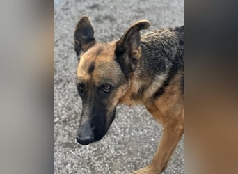 Luci , sanfte Schäferhundseele sucht endlich ihr Zuhause