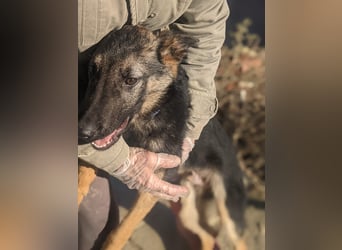 Tizón, freut sich auf Beschäftigung