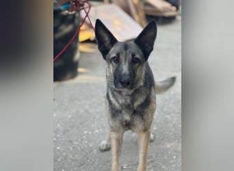 Sombra - sanfte Schäferhündin, sozial und katzenverträglich