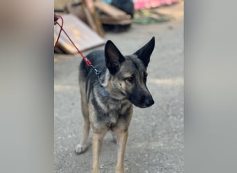 Sombra - sanfte Schäferhündin, sozial und katzenverträglich