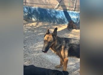 Luci , sanfte Schäferhundseele sucht endlich ihr Zuhause