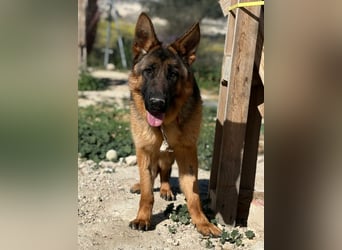 Megan - liebe Schäferhund-Seniorin sucht ein ebenerdiges Zuhause mit Herz