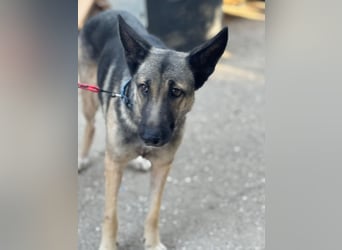 Sombra - sanfte Schäferhündin, sozial und katzenverträglich