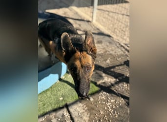 Luci – sanfte Schäferhundseele sucht endlich ihr Zuhause
