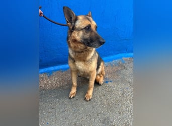 Nora, eine sanfte treue Seele sucht ihren Menschen