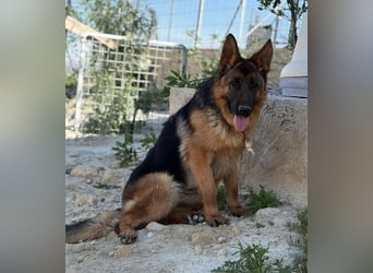 Megan - liebe Schäferhund-Seniorin sucht ein ebenerdiges Zuhause mit Herz