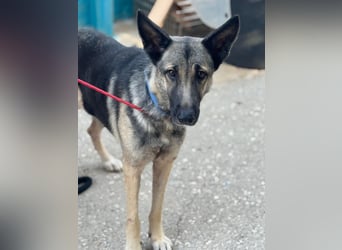 Sombra - sanfte Schäferhündin, sozial und katzenverträglich