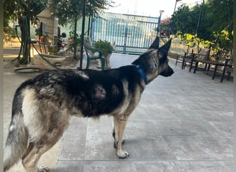 Sombra - sanfte Schäferhündin, sozial und katzenverträglich