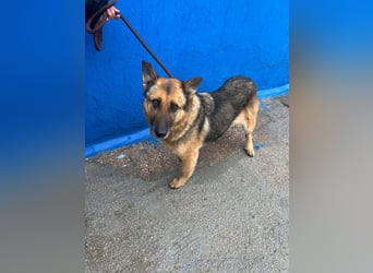 Nora, eine sanfte treue Seele sucht ihren Menschen